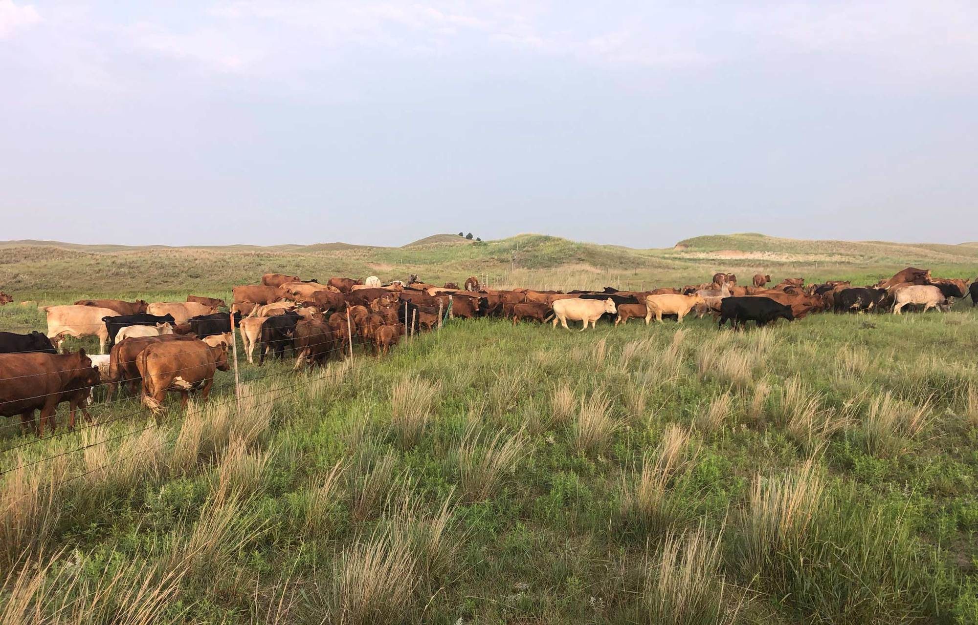 Cattle graze and move in a group at Hutchinson Organic Ranch in Nebraska April 2022.