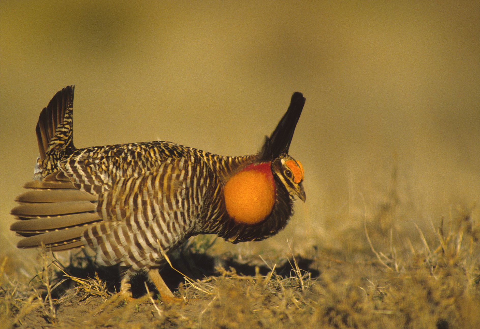 Strutting Male Prairie Chicken looks at ground and grass with blurred background April 2022.
