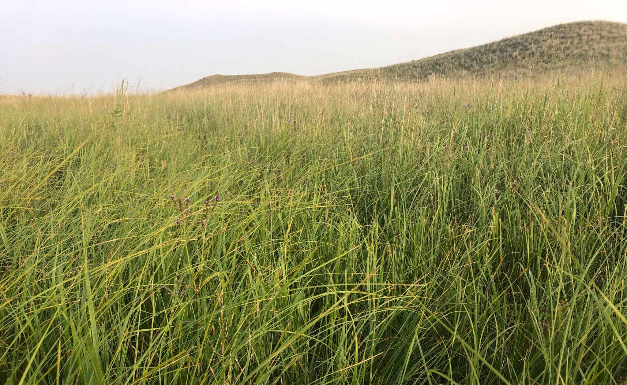 Thick grass and small hill at Hutchinson Organic Ranch in Nebraska April 2022.