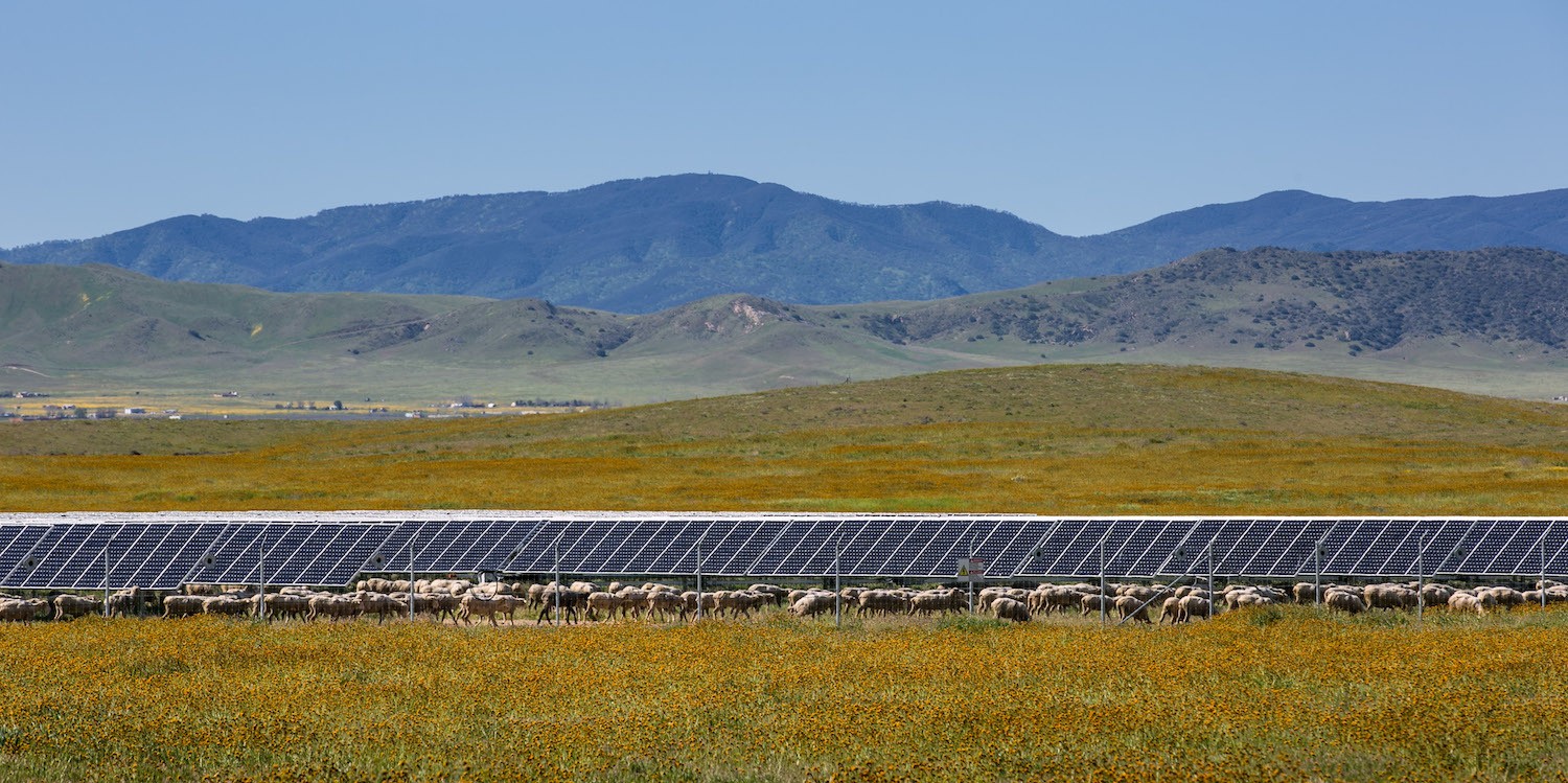 flock of sheep graze on grass growing under a large solar array on March 28, 2017, near Carrizo Plain National Monument, California.