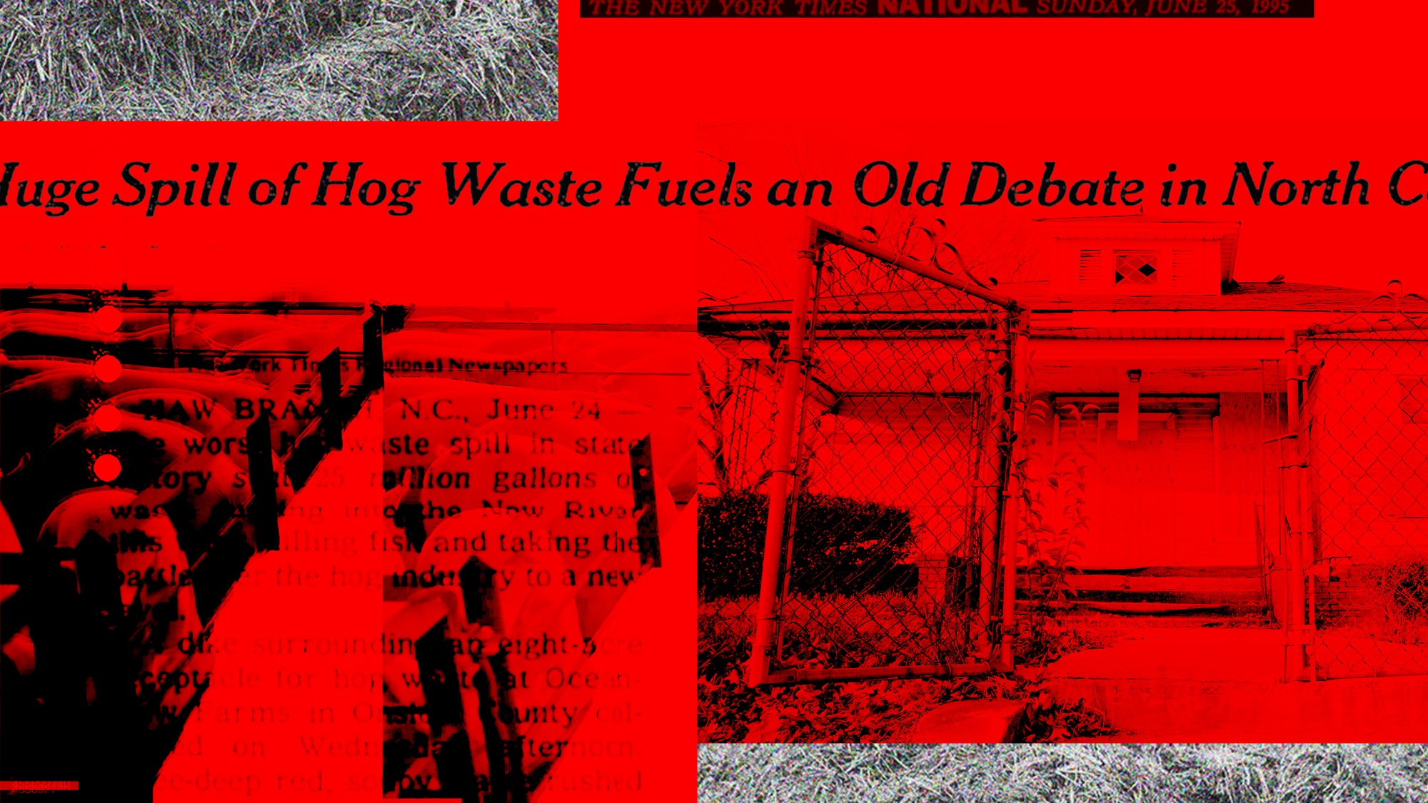 A red graphic of pigs crowded, a house with a fence, and gray manure with a new york times headline above April 2022.